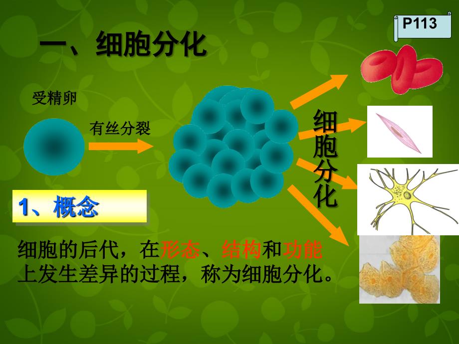 浙江省嘉兴市第三中学高中生物《4.3 细胞的分化和癌变》课件 浙科版必修1_第4页