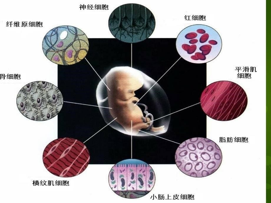 浙江省嘉兴市第三中学高中生物《4.3 细胞的分化和癌变》课件 浙科版必修1_第5页