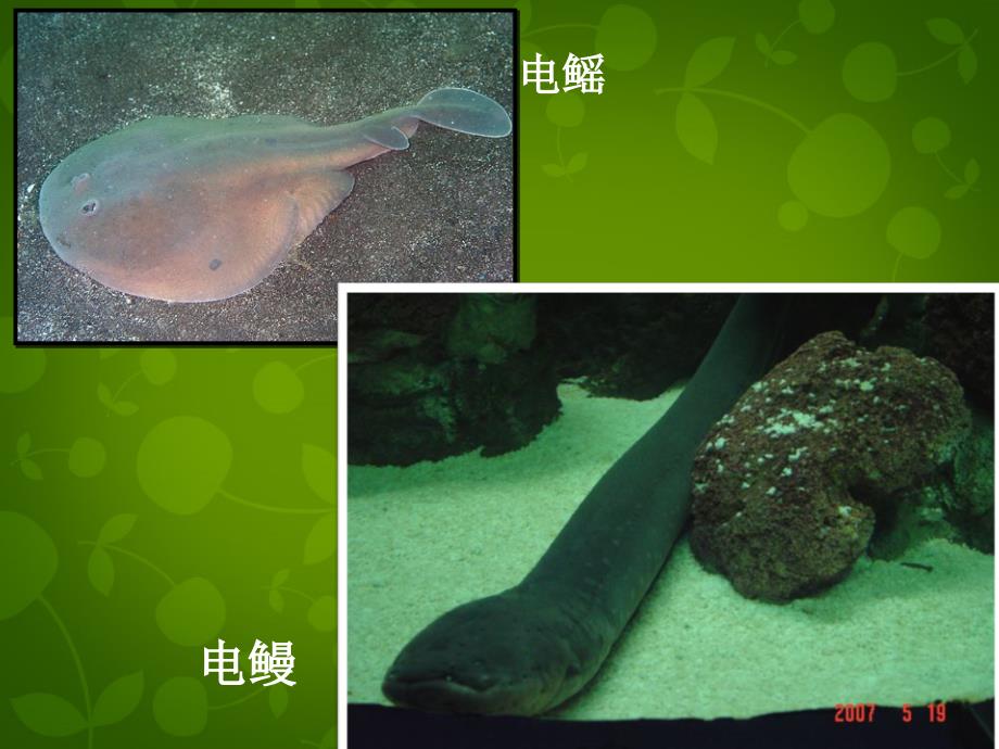 浙江省嘉兴市第三中学高中生物《3.1细胞与能量》课件 浙科版必修1_第3页