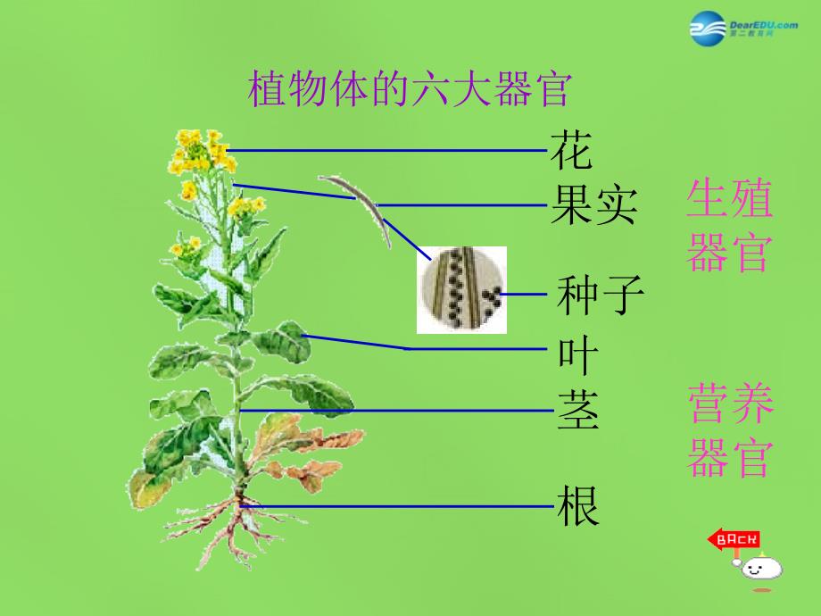 河南省濮阳市第六中学七年级生物上册 2.2.3 植物体的结构层次课件1 新人教版_第3页