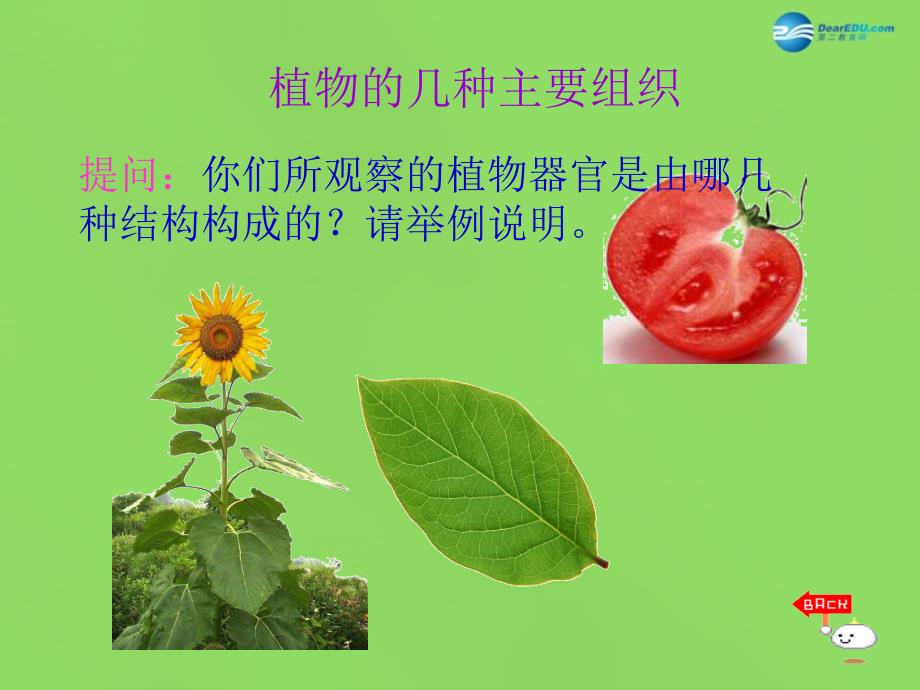 河南省濮阳市第六中学七年级生物上册 2.2.3 植物体的结构层次课件1 新人教版_第4页