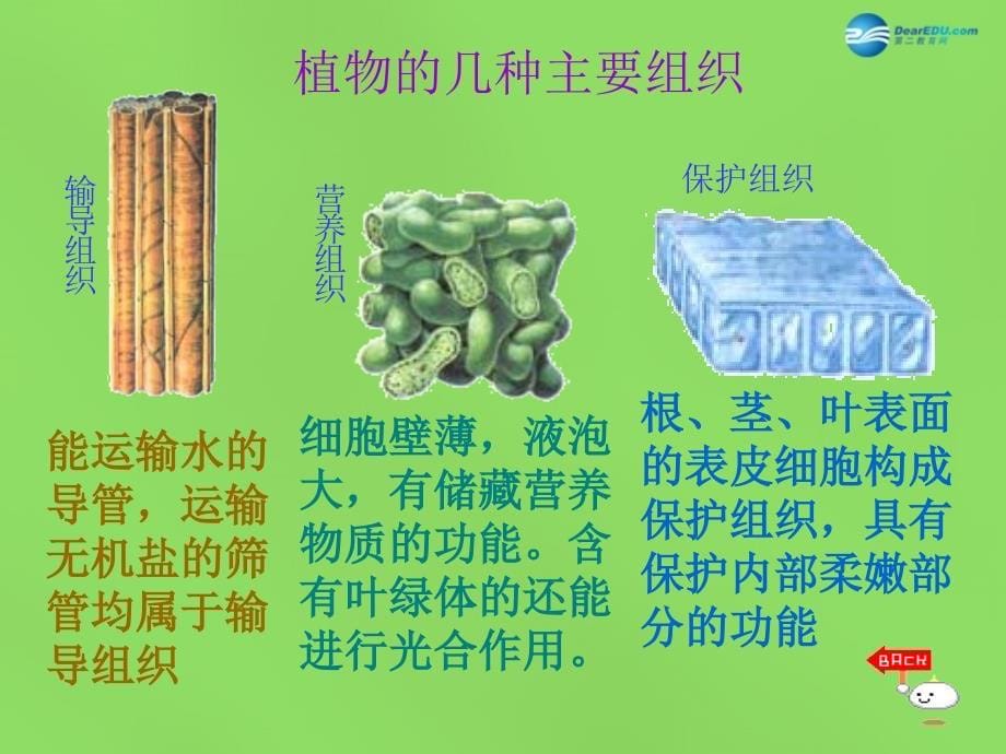 河南省濮阳市第六中学七年级生物上册 2.2.3 植物体的结构层次课件1 新人教版_第5页