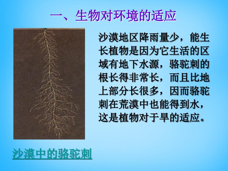 湖南省耒阳市冠湘中学七年级生物上册 第一单元 第二章 第三节 生物对环境的适应和影响课件 新人教版_第4页