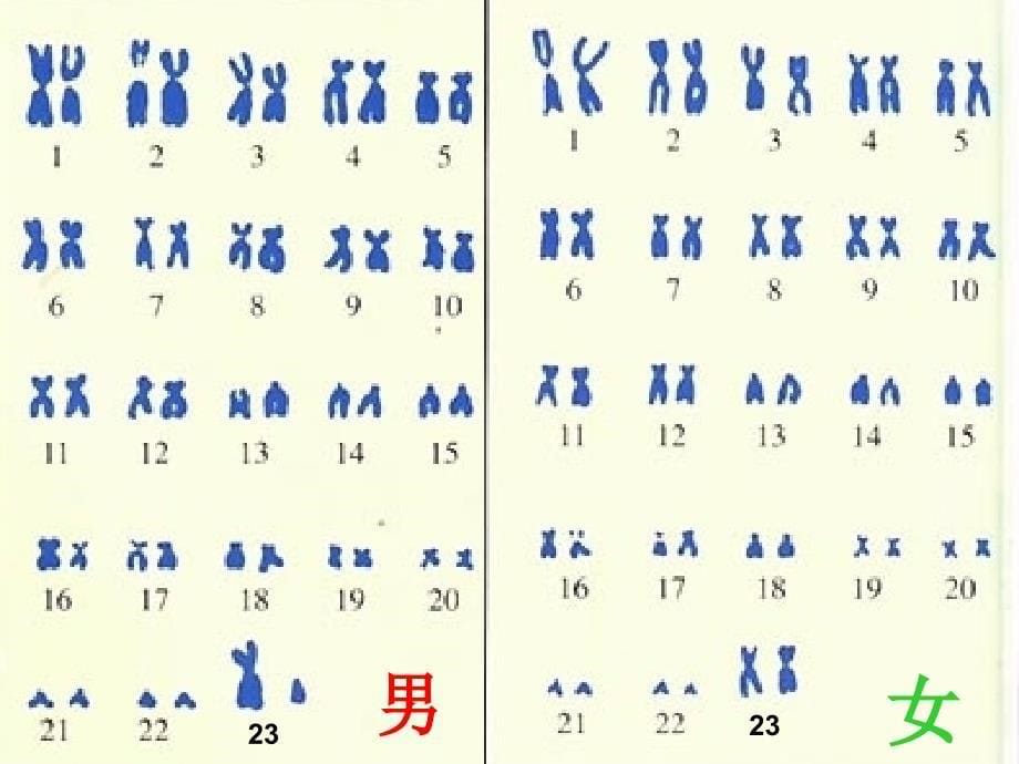 内蒙古阿鲁科尔沁旗天山第六中学八年级生物下册 第七单元 第二章 第四节 人的性别遗传课件 新人教版_第5页