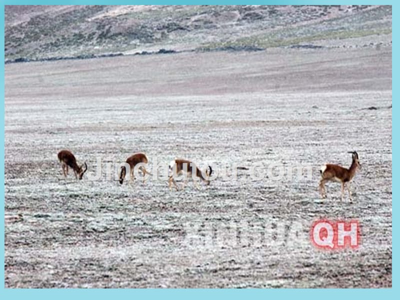 黑龙江省青冈县兴华镇中学八年级地理下册 9.2 高原湿地—三江源地区课件 新人教版_第4页