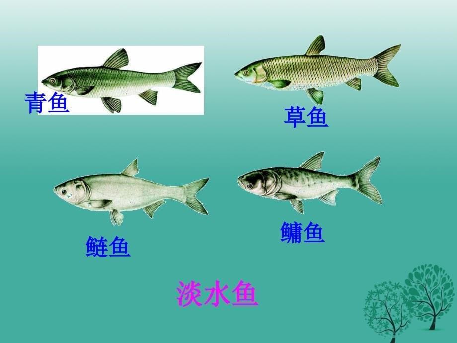 河北省唐山市青坨营镇初级中学八年级生物上册 5.1.4 鱼课件 新人教版_第5页