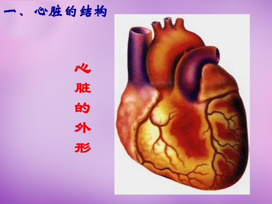 河北省滦南县青坨营镇初级中学七年级生物下册 第四章 第三节 输送血液的泵—心脏课件 新人教版_第4页