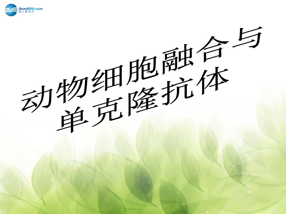 广东罗定市廷锴纪念中学高中生物 专题2  动物细胞的融合与单克隆抗体课件 新人教版必修3_第2页