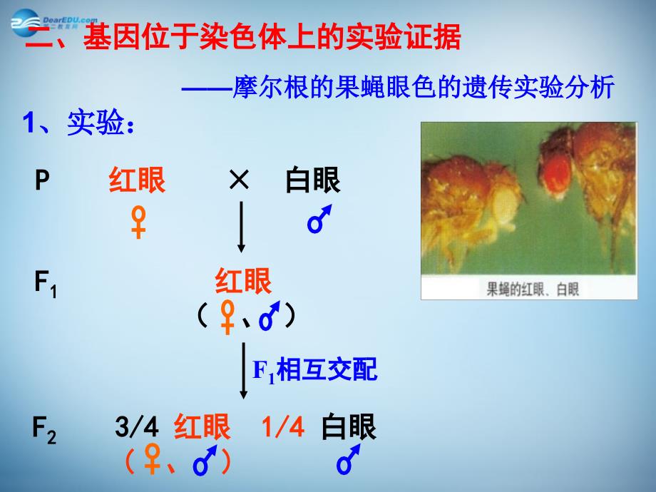 湖南省怀化市溆浦县第三中学高中生物《2.2 基因在染色体上》课件1 新人教版必修2 _第4页