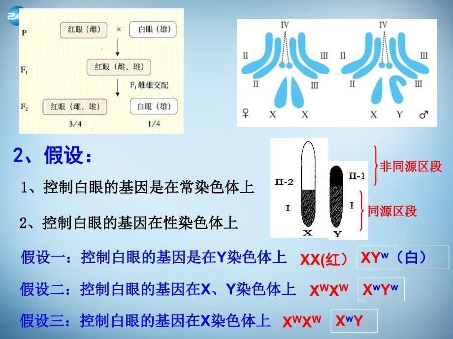 湖南省怀化市溆浦县第三中学高中生物《2.2 基因在染色体上》课件1 新人教版必修2 _第5页