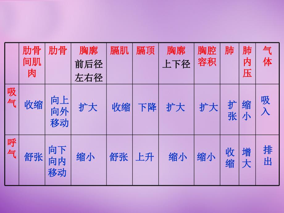 山东省文登市实验中学七年级生物下册 3.2 发生在肺内的气体交换复习课件 新人教版_第4页