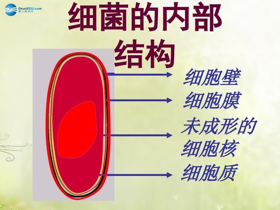 湖南省耒阳市冠湘中学八年级生物上册 5.4.2 细菌课件 新人教版_第5页