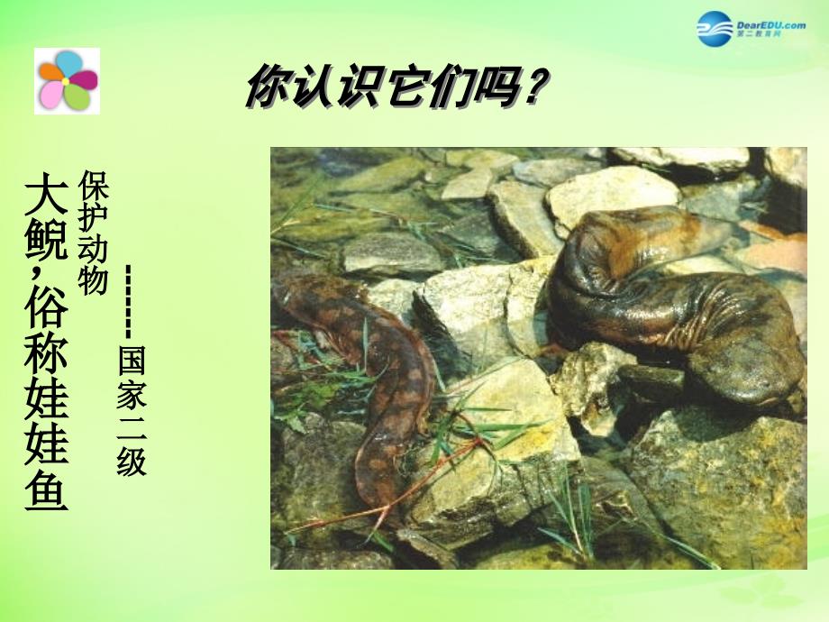 黑龙江省大庆市第三十中学八年级生物下册 21.4 两栖类的生殖与发育课件2 （新版）苏教版_第4页