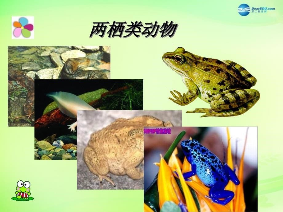 黑龙江省大庆市第三十中学八年级生物下册 21.4 两栖类的生殖与发育课件2 （新版）苏教版_第5页
