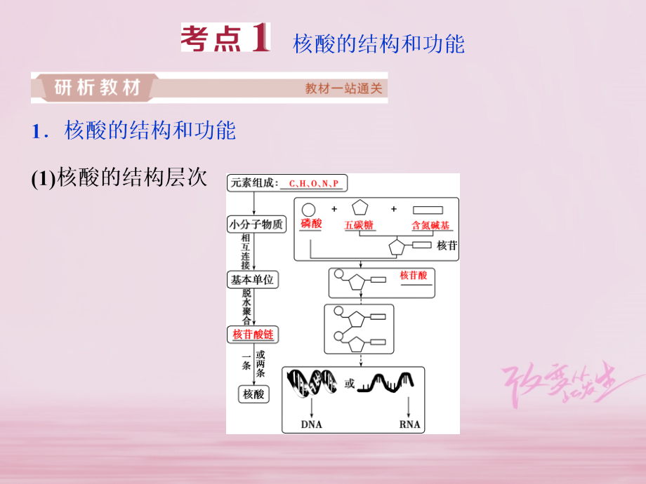 2019届高考生物一轮复习第一单元细胞的分子组成第4讲遗传信息的携带者--核酸细胞中的糖类和脂质课件_第3页