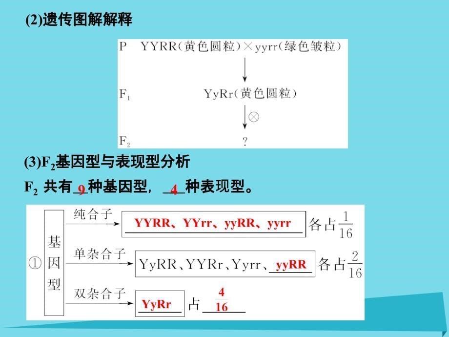 （江苏专用）2018版高考生物一轮复习 第五单元 遗传的基本规律 第15讲 基因的自由组合定律课件_第5页