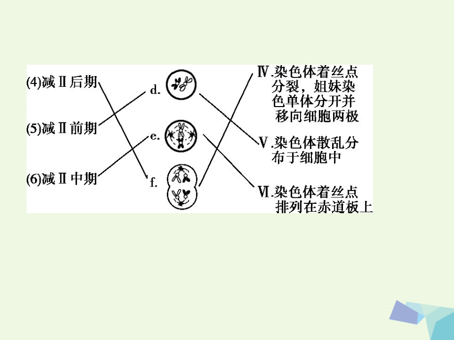 新课标2018高考生物一轮复习遗传与进化第5单元遗传的细胞基础和分子基础第13讲遗传的细胞基次件必修_第4页