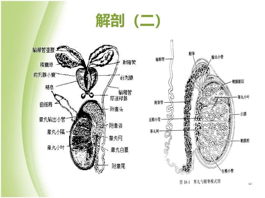 附睾炎(新).ppt_第5页