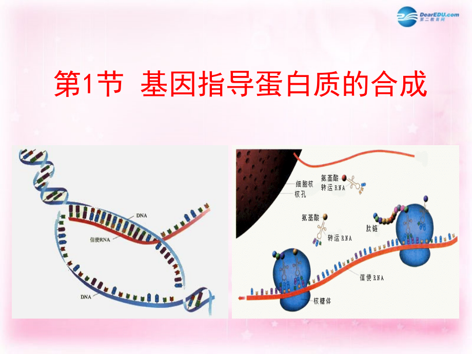 （新课标）高中生物 第4章第1节 基因指导蛋白质的合成课件38 新人教版必修2_第1页