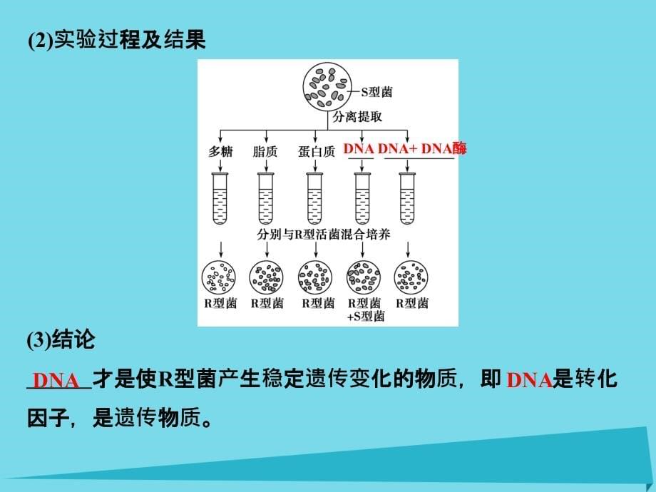 （江苏专用）2018版高考生物一轮复习 第六单元 遗传的分子基础 第17讲 dna是主要的遗传物质课件_第5页