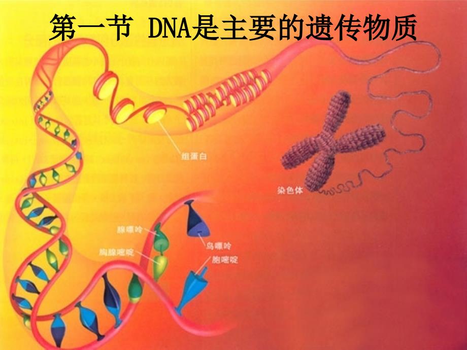 （新课标）高中生物 第3章第1节《dna是主要的遗传物质》课件6 新人教版必修2_第1页