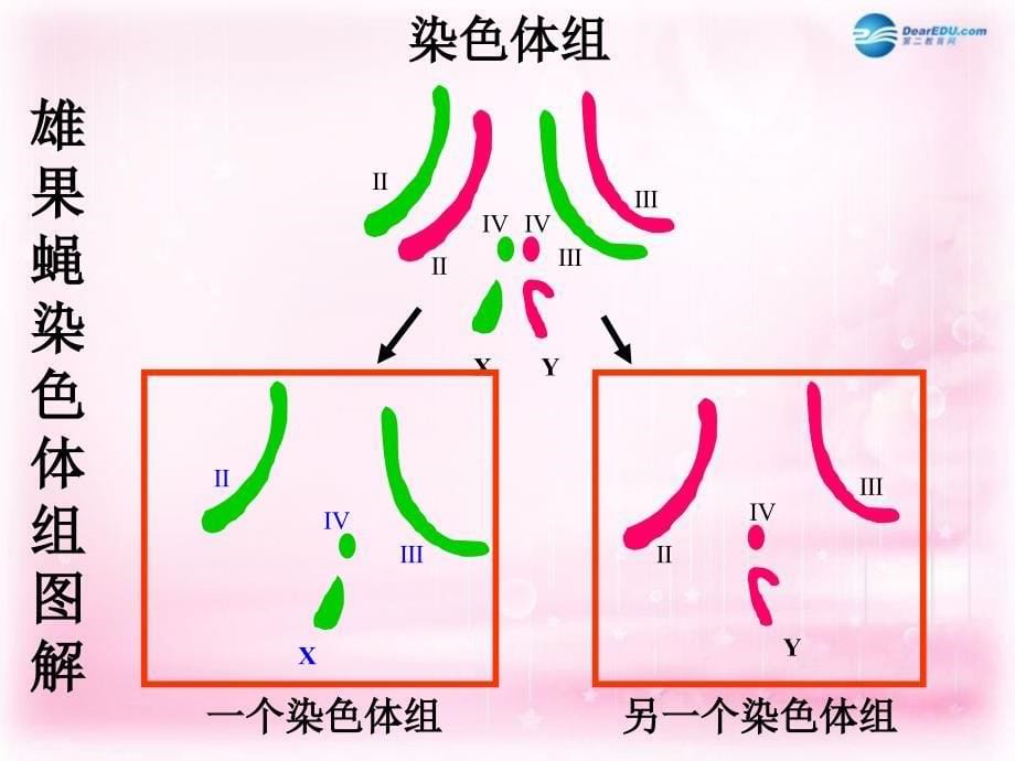 （新课标）高中生物《染色体变异》课件1 0新人教版必修2_第5页