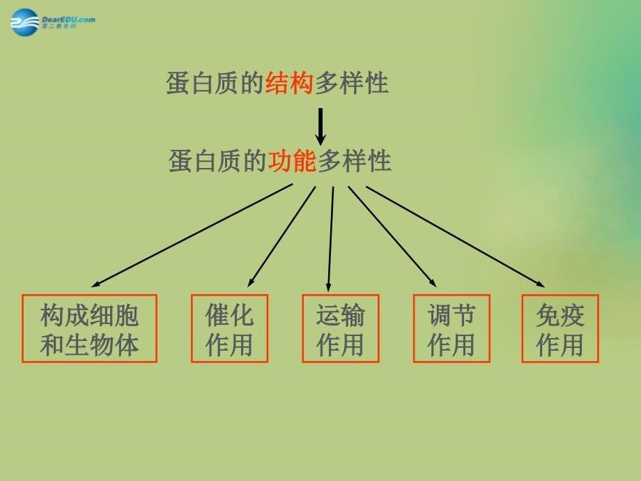 （教师参考）高中生物 2.2 生命活动的主要承担者 蛋白质课件5 新人教版必修1_第5页