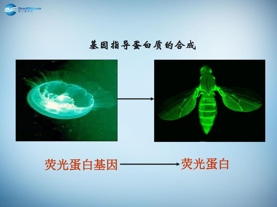 （新课标）高中生物 第4章第1节 基因指导蛋白质的合成课件26 新人教版必修2_第2页