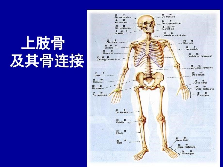 附肢骨及其骨连结包括上肢骨和下肢骨_第5页