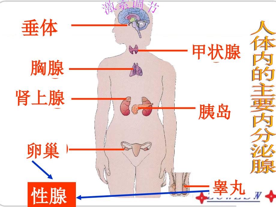 《人体生命活动的调节》复习课件(共43张ppt) (共43张ppt)_第2页