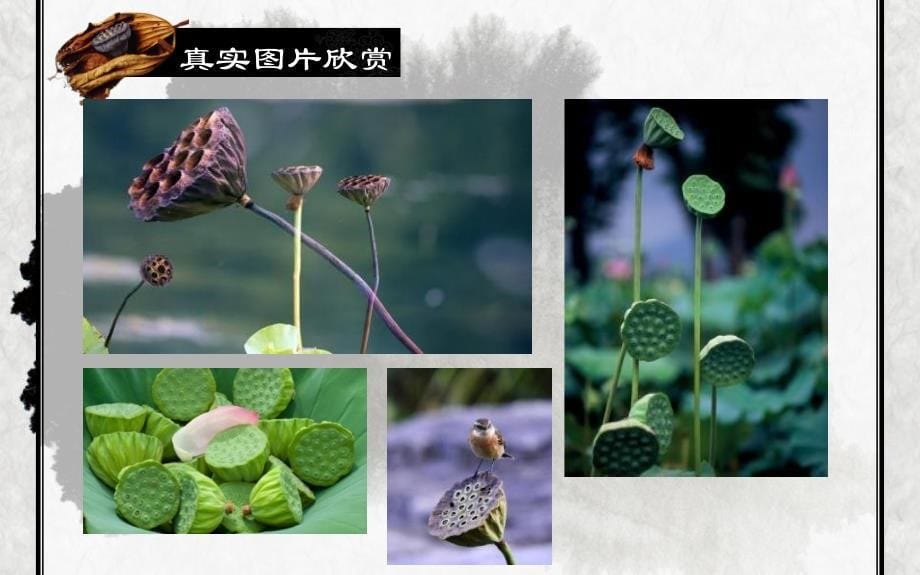 莲蓬 美术教育课件.ppt_第5页