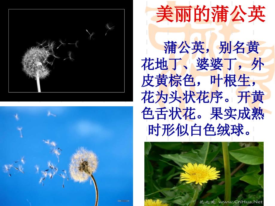 美丽的蒲公英.ppt_第1页