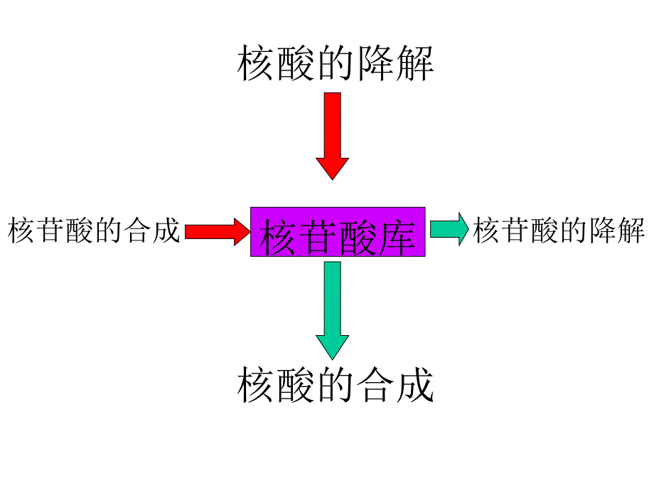 正常人体功能单元2-4核苷酸代谢_第2页