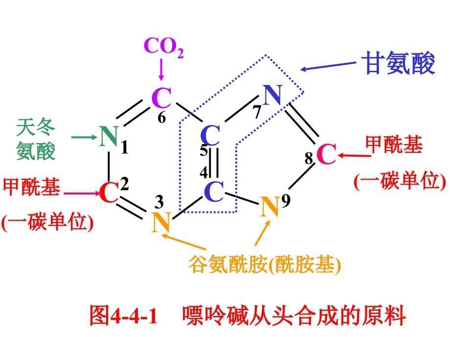 正常人体功能单元2-4核苷酸代谢_第5页