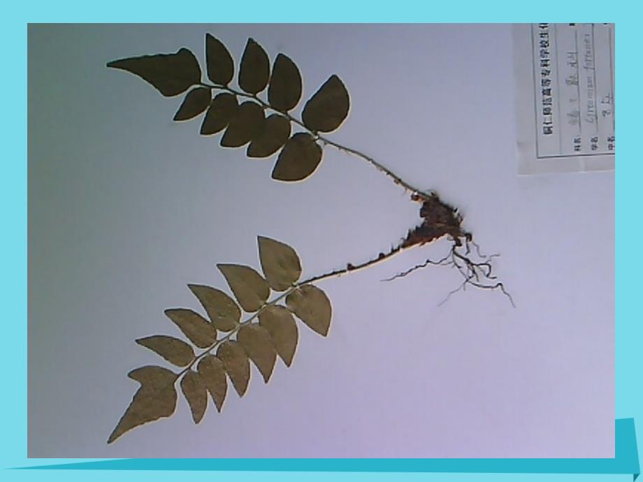 2019四年级科学上册2.2制作植物标本课件3新人教版_第3页