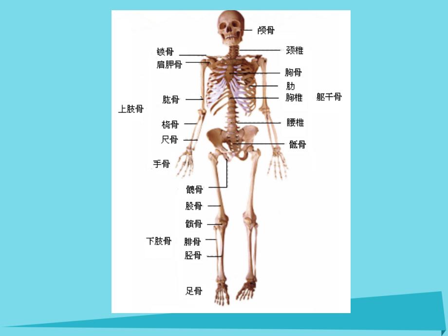 2019六年级科学上册第二章第1课骨骼和肌肉课件2新人教版_第1页