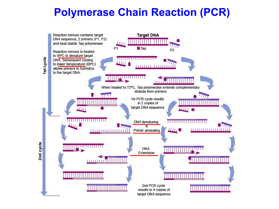 分子诊断学第五章核酸扩增技术_第4页