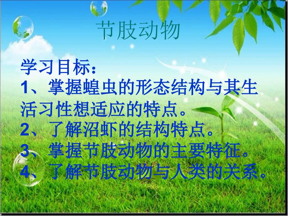 节肢动物蝗虫.ppt_第1页