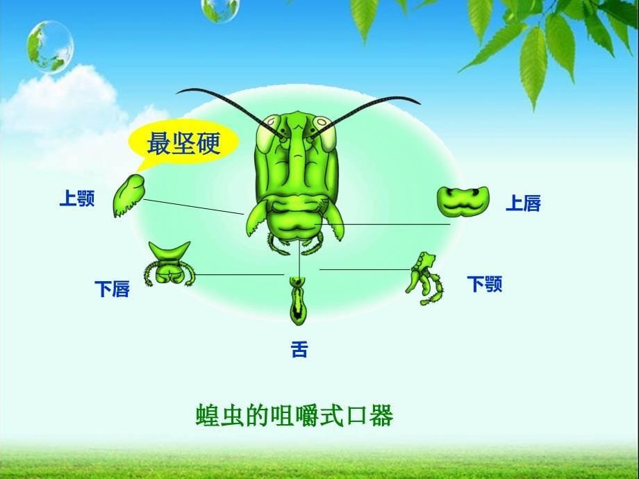 节肢动物蝗虫.ppt_第5页