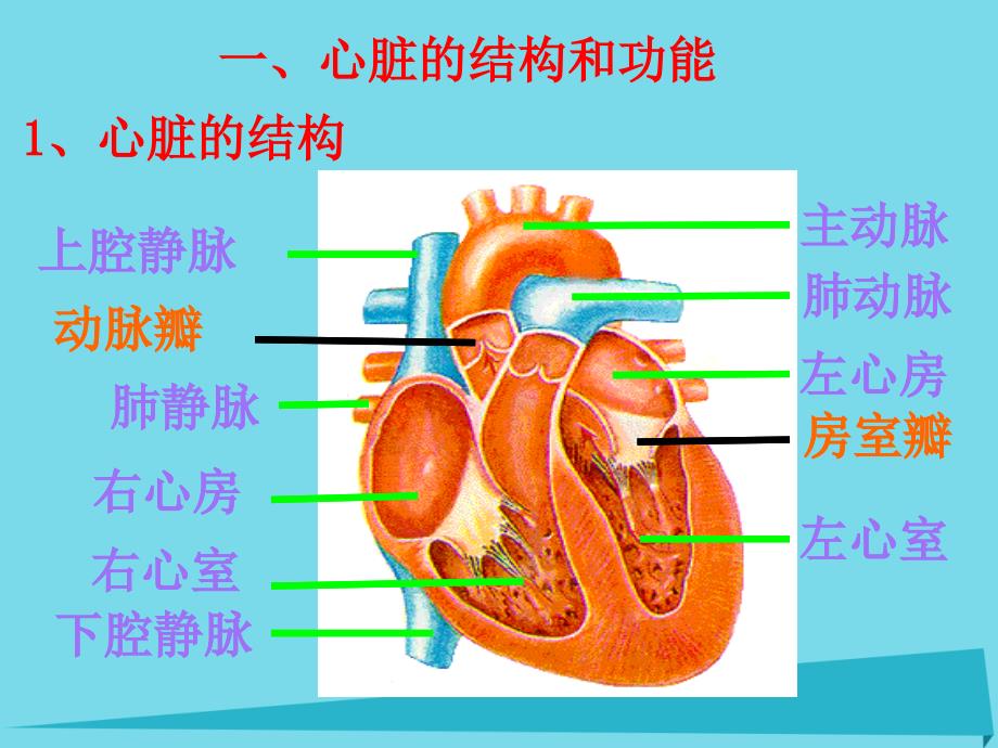 2019六年级科学上册第二章第4课血液在人体内的循环课件2新人教版_第2页