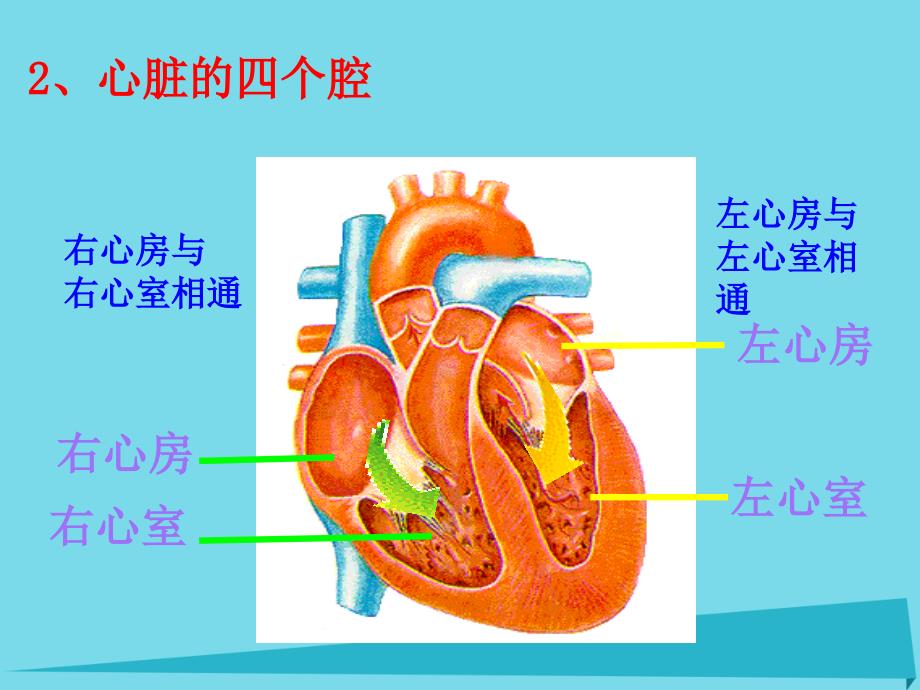 2019六年级科学上册第二章第4课血液在人体内的循环课件2新人教版_第3页