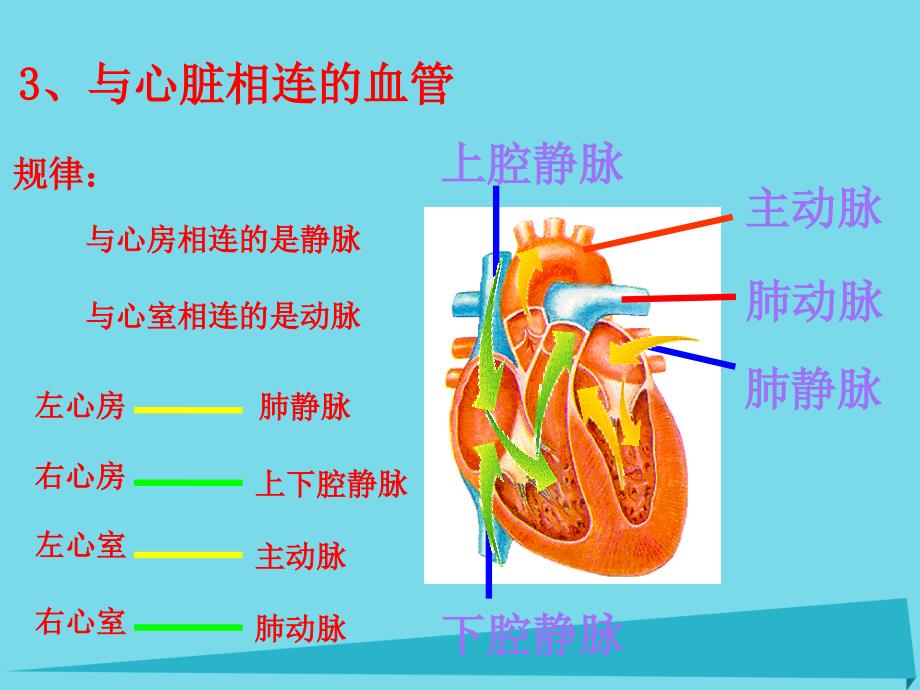 2019六年级科学上册第二章第4课血液在人体内的循环课件2新人教版_第4页