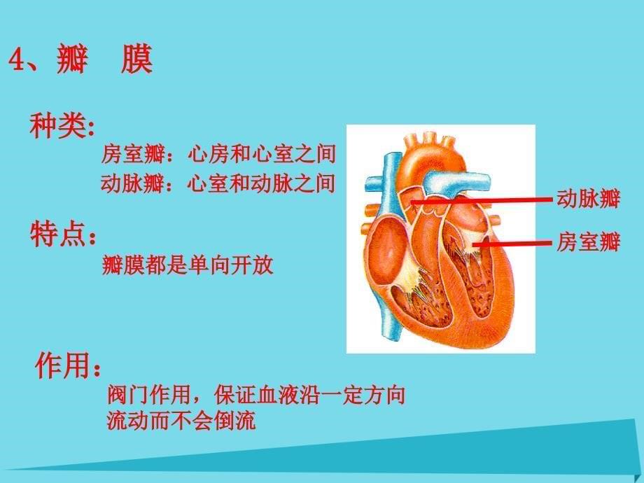 2019六年级科学上册第二章第4课血液在人体内的循环课件2新人教版_第5页