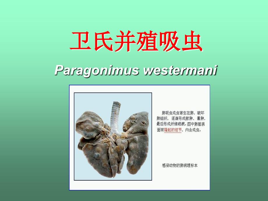 7寄生虫学第七讲(肺吸虫).ppt_第3页