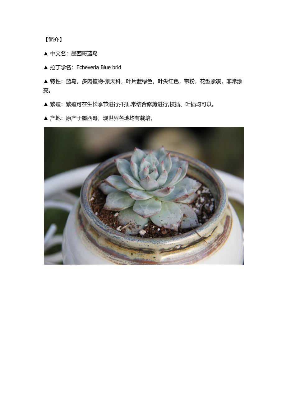 夏庄花木大世界名花鉴赏：多肉植物蓝鸟_第1页