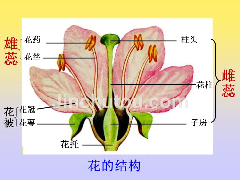 新人教版初中生物生物：7.1.1 植物的生殖和发育_第4页