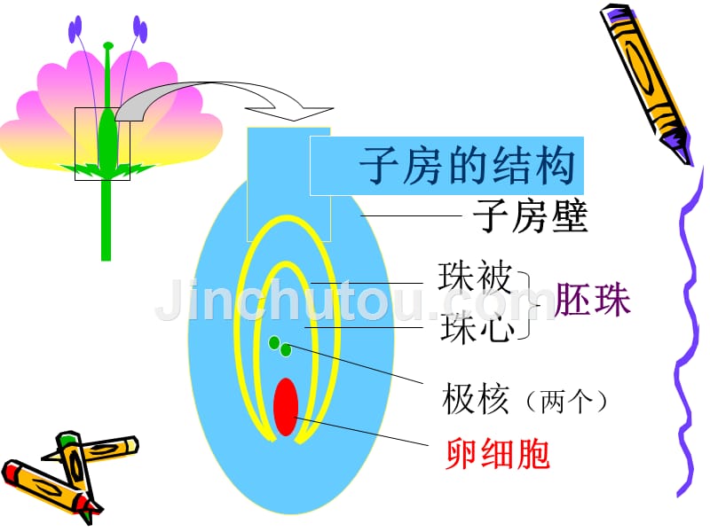 新人教版初中生物生物：7.1.1 植物的生殖和发育_第5页