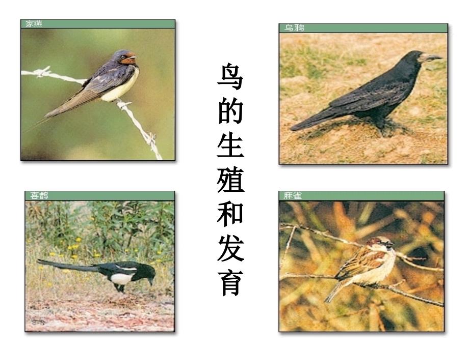 人教版八年级生物：鸟的生殖和发育_第2页
