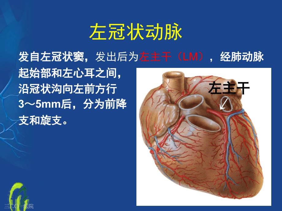 冠状动脉的解剖与冠脉造影 (2)_第4页