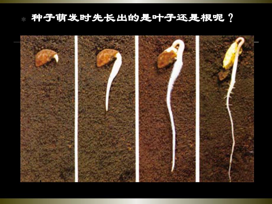 教科版科学三年级下册我们先看到了根_第3页